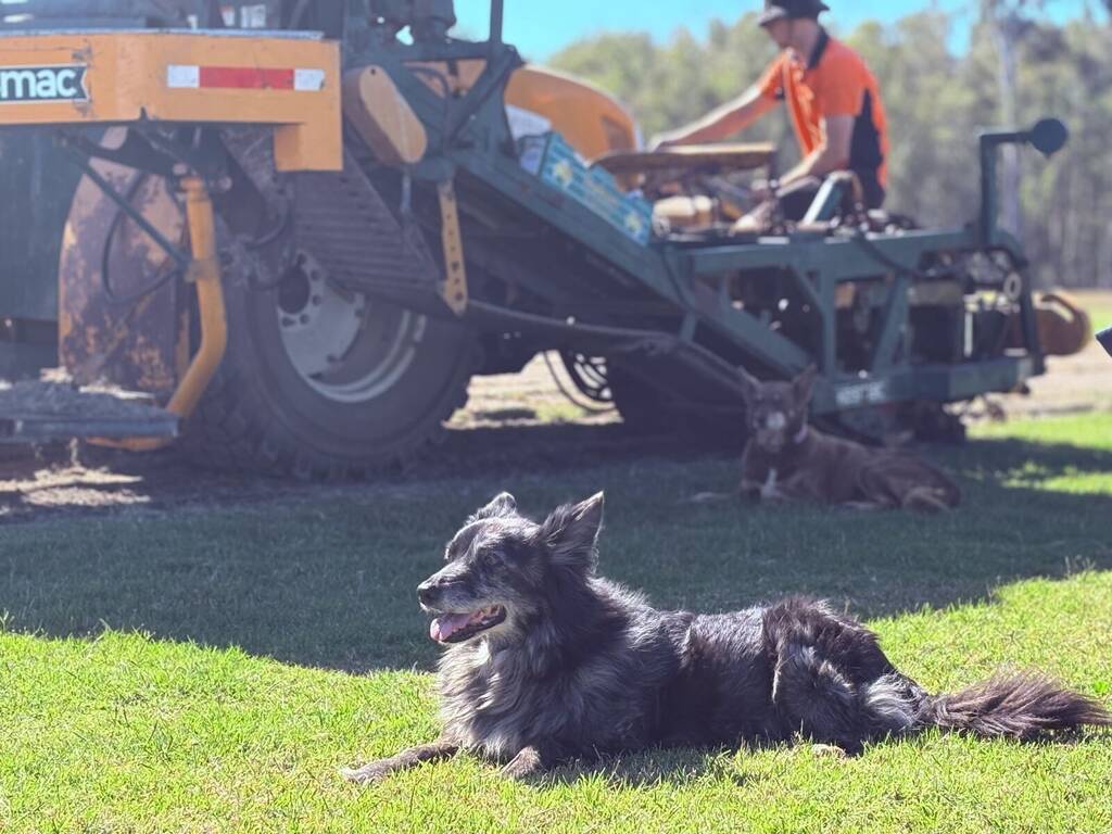 Farm dogs resting on the turf while the harvester works at our Bellmere farm