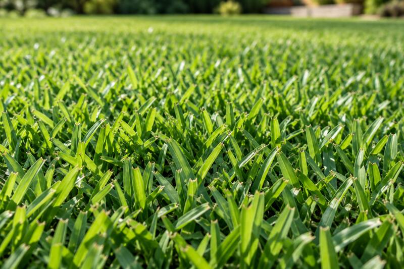 Close-up of lush, dense Sir Walter buffalo turf