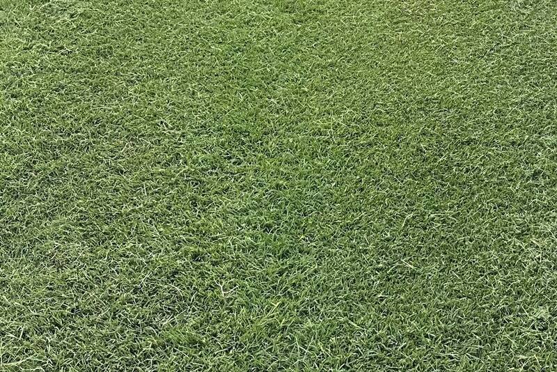Wintergreen couch turf growing at the farm